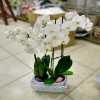 Seramik Beyaz Orkide