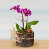 Kütükte Mini Mor Orkide