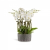 Vip Beyaz Orkide