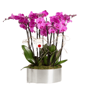 Metal Saksıda 8 Dal Pembe Orkide
